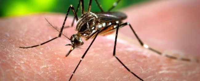 Zika Virus