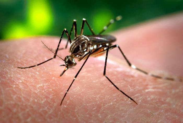 Zika Virus