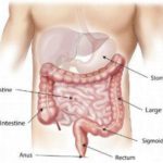 The Ultimate Guide to Understanding Gut Health