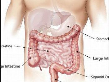 The abdomen