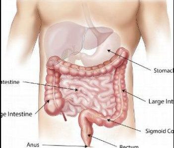 The abdomen