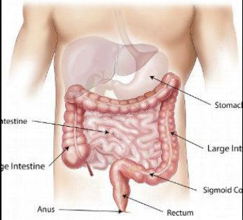 The abdomen