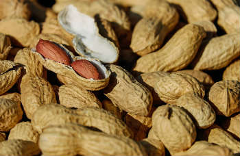 Nuts in shell