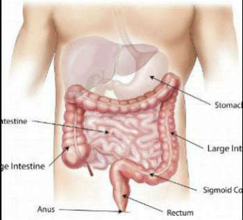 Abdomen gut
