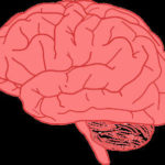 Brain Awareness: How To Improve Brain Health