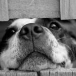 Live Longer With A Canine Companion
