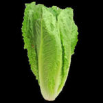 Lettuce Be Educated On E. Coli