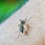 Tick and Mosquito Health Risks In Summer 2021