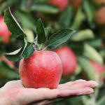 How Can Eating Organic Affect Your Health?