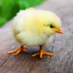 The CDC Is Tracking A Salmonella Outbreak Linked To Chickens